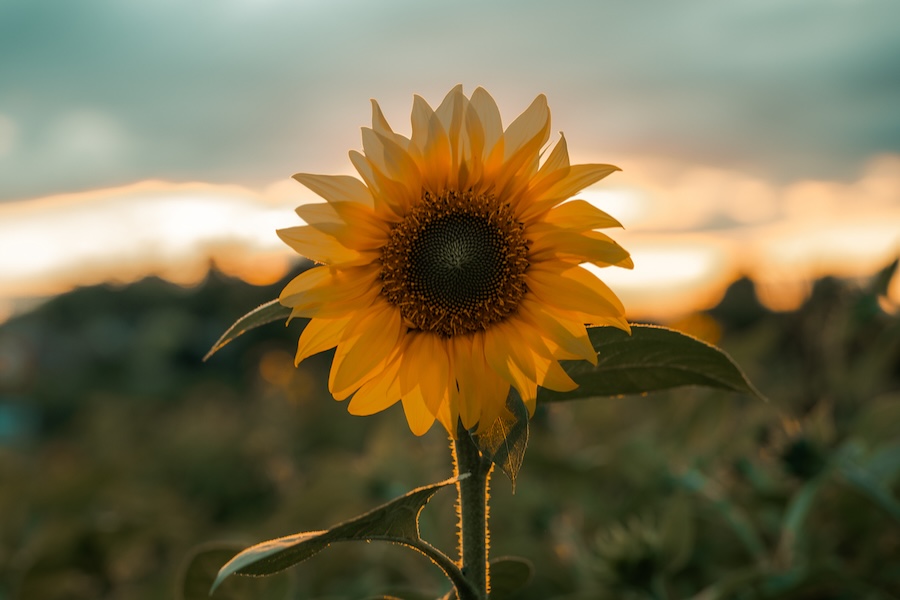 Barbara Mooney: Beautiful Moments